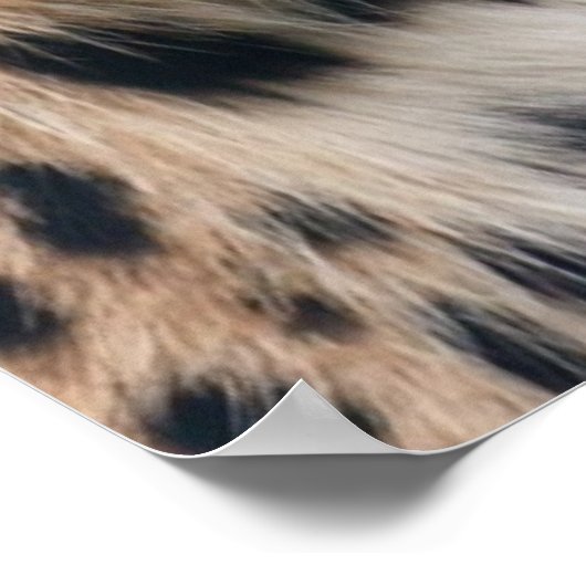 Poster Tir de tête léopard (Coin)