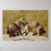 Poster "Tirage encadré du chien de prairie à queue noire (Devant)
