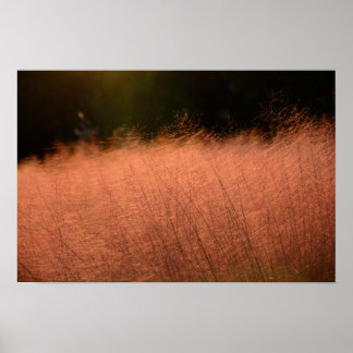 Poster Tirage photo 18x12 Rose Muhly Jeju-do Corée du Sud