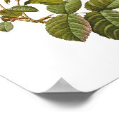 Poster tirage rose rose vintage (Coin)