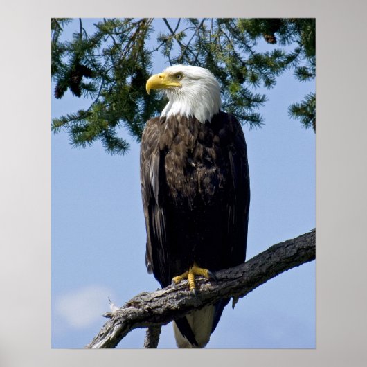 Poster Tirages d'art de l'aigle royal (Devant)