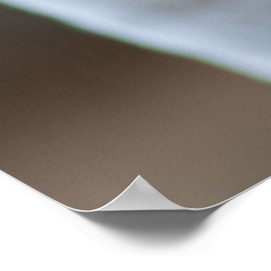 Poster Tired Beige et White Kitten (Coin)