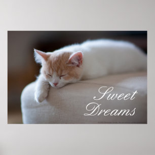 Poster Tired Beige et White Kitten