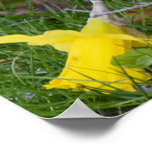 Poster Tit Long (Coin)