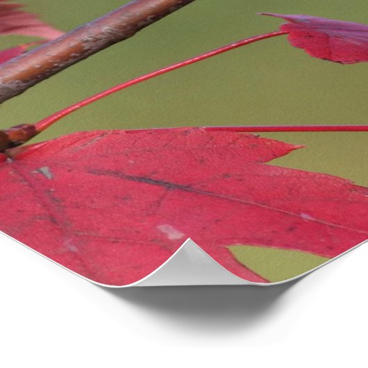 Poster Tite touffu (Coin)