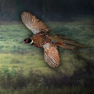 POSTER TITRE : " PHESANT RECHERCHE DE PROIE :