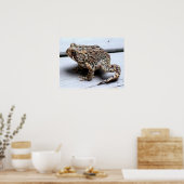 Poster Toad Frog Animal Amphibian Photographie (Cuisine)