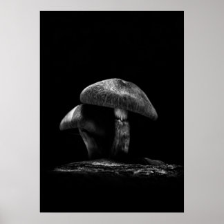 Poster Toadstools On A Trail No 6