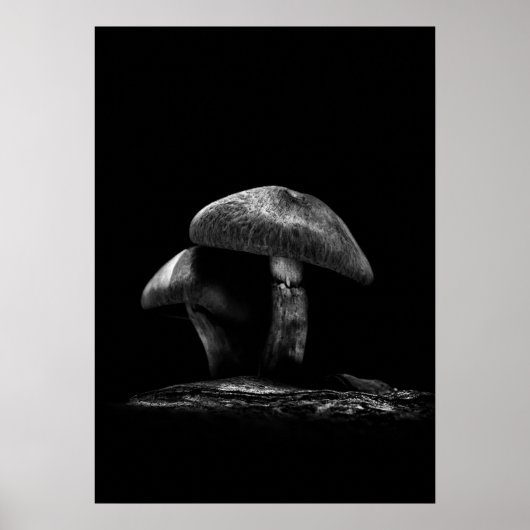 Poster Toadstools On A Trail No 6 (Devant)