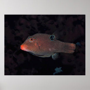Poster Toby Puffer