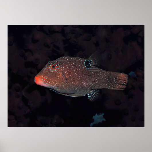 Poster Toby Puffer (Devant)
