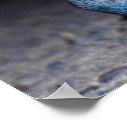 Poster Toc bleu (Coin)