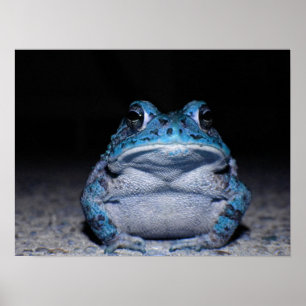 Poster Toc bleu