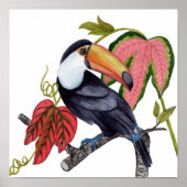 Poster Toco Toucan (Devant)