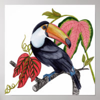 Toco Toucan
