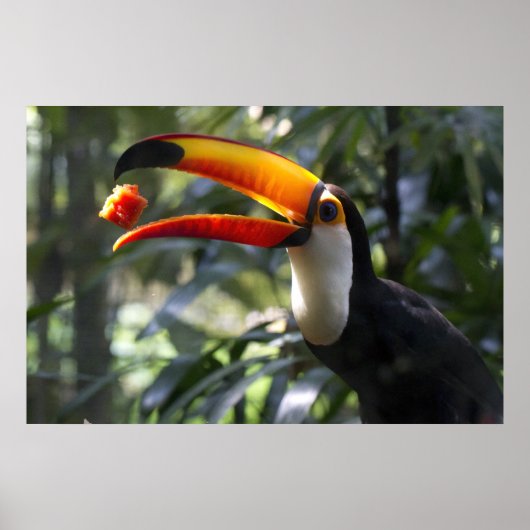 Poster Toco Toucan (Devant)
