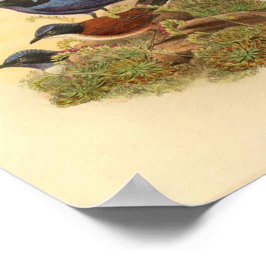 Poster Todopsis de Bonaparte en bleu irrégulier Imprimer (Coin)