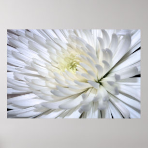 Poster Toile blanche Chrysanthème Imprimer