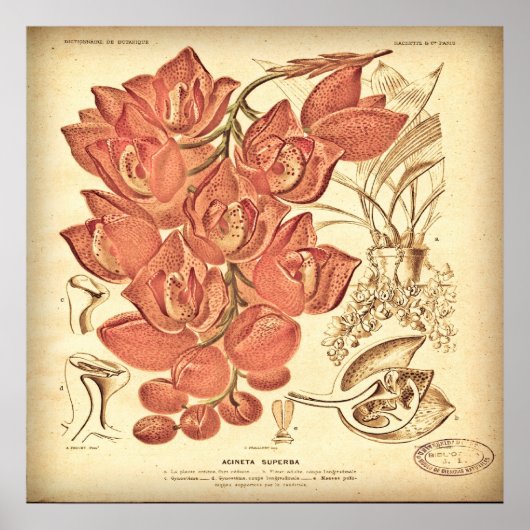 Poster Toile Botanique vintage. (Devant)
