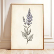 Toile botanique vintage de sauge russe sur toile