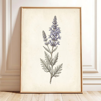 Poster Toile botanique vintage de sauge russe sur toile
