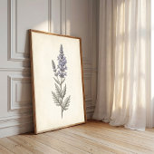 Poster Toile botanique vintage de sauge russe sur toile