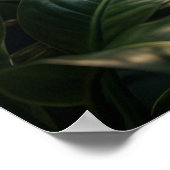 Poster Toile d'araignée de soie dorée (Coin)