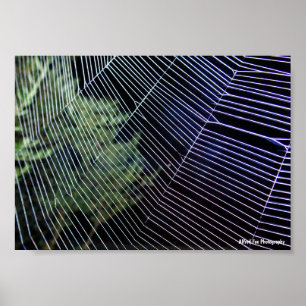 Poster Toile d'araignée la nuit
