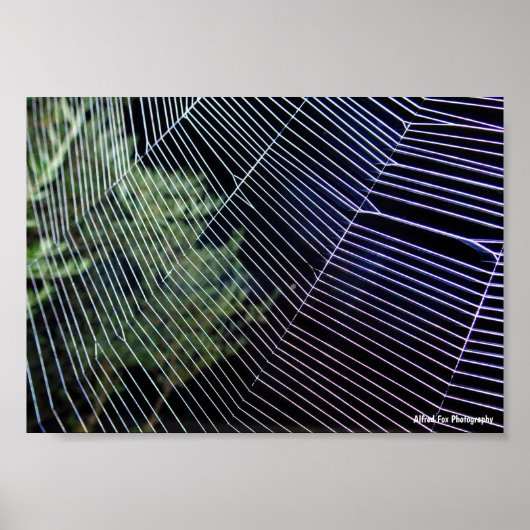 Poster Toile d'araignée la nuit (Devant)