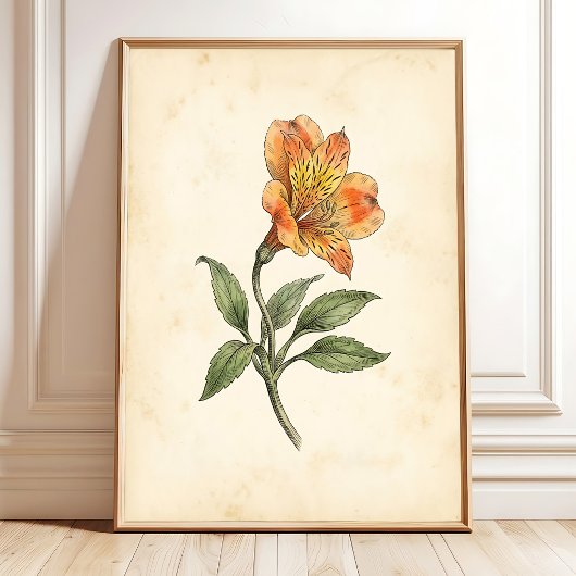 Poster Toile d'art botanique Alstroemeria
