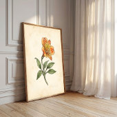 Poster Toile d'art botanique Alstroemeria