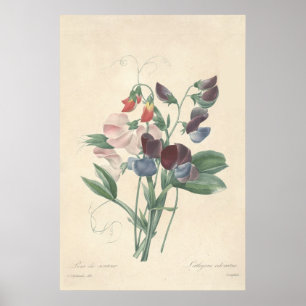 Poster Toile de pois doux Imprimer