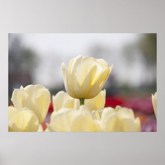 Poster Toile de tulipe (Devant)