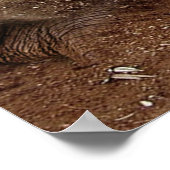 Poster Toile des grottes d'éléphants (Coin)