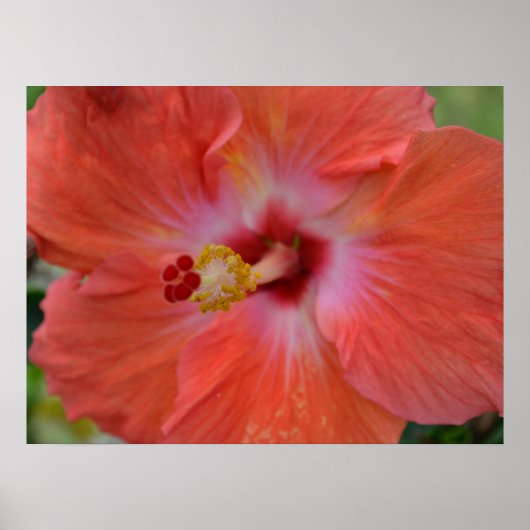 Poster Toile d'Hibiscus orange Imprimer (Devant)
