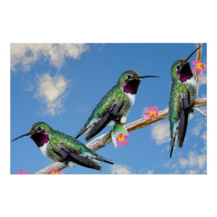 Poster toile étirée Imprimer Trois colibris perchés