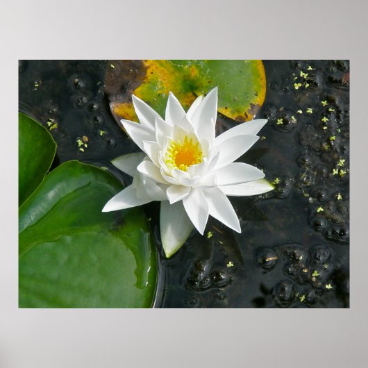 Poster Toile Imprimer Lit d'eau blanche (Devant)