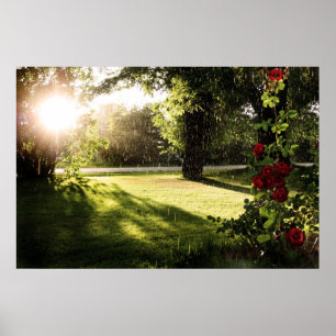 Poster Toile pluvieuse de roses