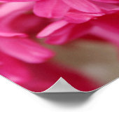 Poster Toile rose Hyacinth (Coin)