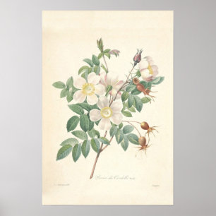 Poster Toile Rosier