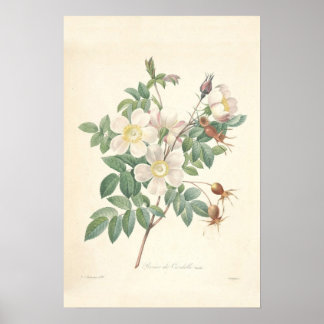 Poster Toile Rosier