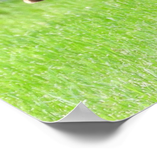 Poster Tom Turkey Feather Display (Coin)