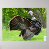 Poster Tom Turkey Feather Display (Devant)