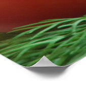 Poster Tomate (Coin)