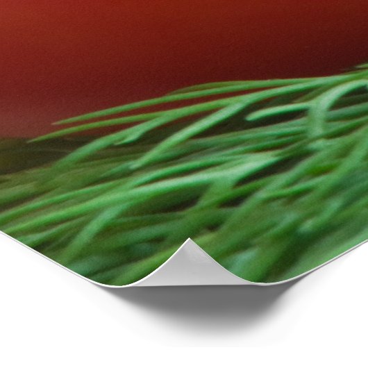 Poster Tomate (Coin)