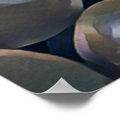 POSTER TOMATES (Coin)