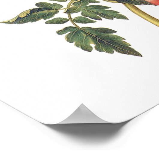 Poster Tomates (Coin)