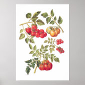 Poster Tomates (Devant)