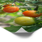Poster Tomates cerises de jardin Nature Abstraite (Coin)