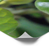 Poster Tomates cerises sur la vigne photo imprimé (Coin)